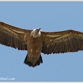 Sup belohlavy / Griffon Vulture