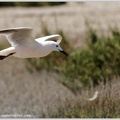 Racek tenkozoby / Slender-billed Gull