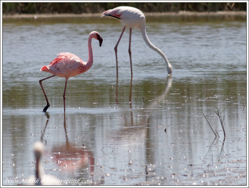 Plamenak ruzovy a maly / Lesser and Greater Flamingo