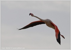 Plamenak ruzovy / Greater Flamingo