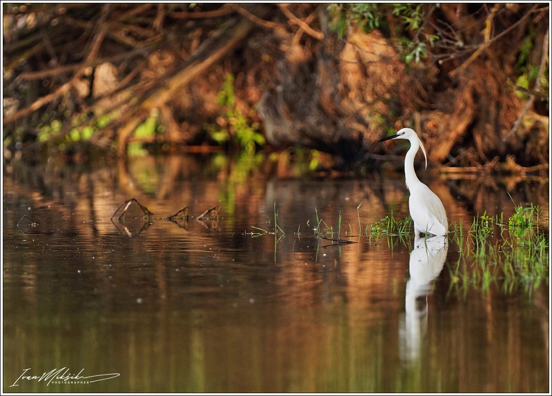 Volavka stribrita / Little Egret