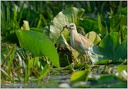Volavka vlasata / Squacco Heron
