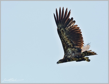 Orel morsky / White-tailed eagle