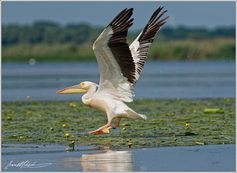 Pelikan bily / White Pelican