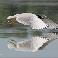 Racek velky / Pallas's gull