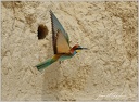 Vlha pestrá / European bee-eater