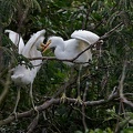Volavka belostna / Snowy Egret