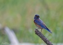 Western Bluebird / Salasnik zapadni
