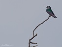 Violet-green swallow / Vlastovka zelena