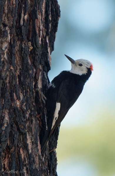 White-headed Woodpecker / Strakapoud mnisi