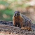 Yellow-Bellied Marmot / Svist zlutobrichy