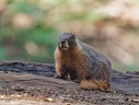 Yellow-Bellied Marmot / Svist zlutobrichy