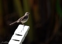 Northern Mockingbird / Drozdec mnohohlasy