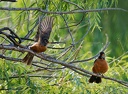 American robin / Drozd stehovavy