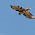 Red-tailed Hawk / Kane rudochvosta