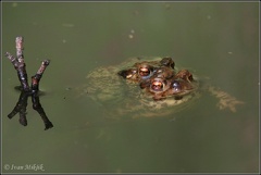 frog 5416
