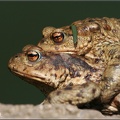 frog 5432