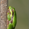 Rosnička zelen? / European Treefrog, Common Tree Frog