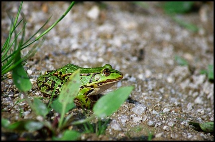 Skokan zelený / Edible Frog