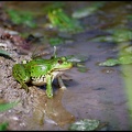 Skokan zelený / Edible Frog