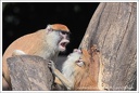 Primates - Primáti