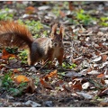 Eurasian red squirrel / Veverka obecna