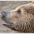 Medvěd hněd? / Brown Bear