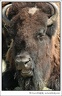 Bizon / American Bison (Buffalo)