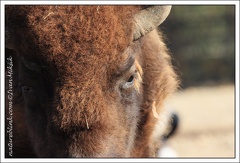 Bizon / American bisons