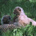 Gepard ?t?hl? / Cheetah