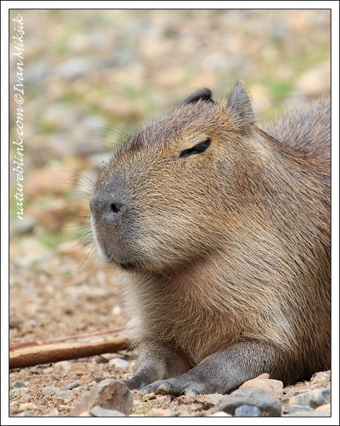 Kapybara / Capybara