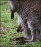 Marsupialia - Vačnatci