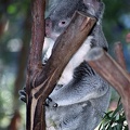 Koala / Koala