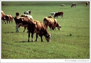 Tur dom?c? / Urus, Domestic Cattle, Domestic Cow