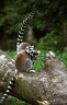 Lemur kata / Ring-tailed Lemur