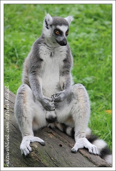 lemur_5191.jpg