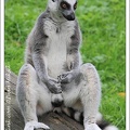 Lemur kata /  Ring-tailed Lemur  