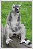 Lemur kata /  Ring-tailed Lemur  