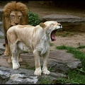 Lev pustinn? / Lion