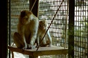 Magot / Barbary Macaque