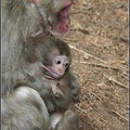 Makak &#269;ervenol?c? / Japanese Macaque