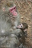 Makak &#269;ervenol?c? / Japanese Macaque