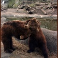 Medvěd hněd? / Brown bear