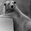 Medv&#283;d ledn? / Polar Bear