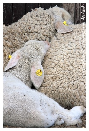 Ovce / Sheep
