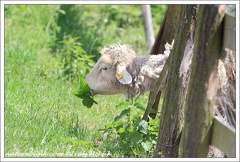 Ovce / Sheep