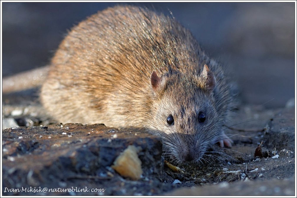 Potkan obecny / Brown Rat