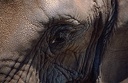 Slon indick? / Asian Elephant