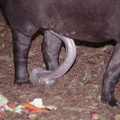 tapir230_31a.jpg