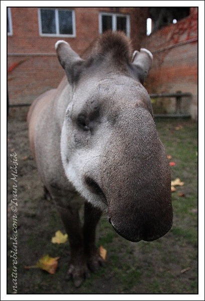 tapir_6614.jpg